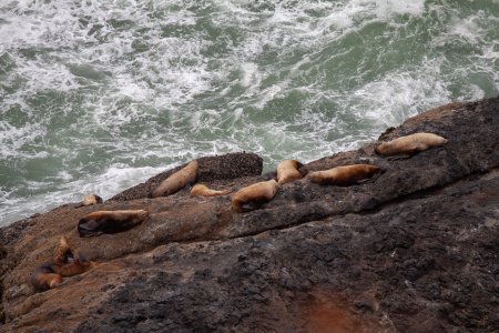 Zeehonden aan de Oregon Coast